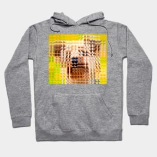 Glass Block Yorkie looking at you Hoodie